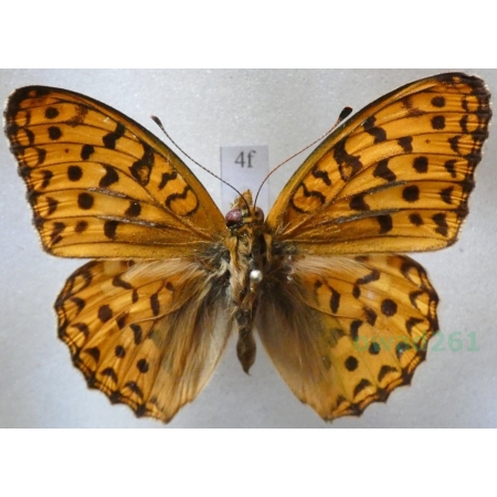 Argynnis adippe (Denis & Schiffermüller, 1775) male Dostojka adype Poland4f